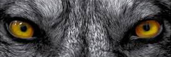 zrusdiman's profile banner image
