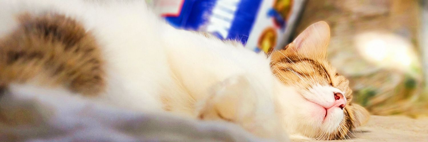 Faez_Dan's profile banner image