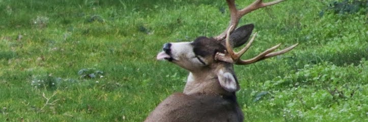 moss@wandering.shop Daphne Mir banner