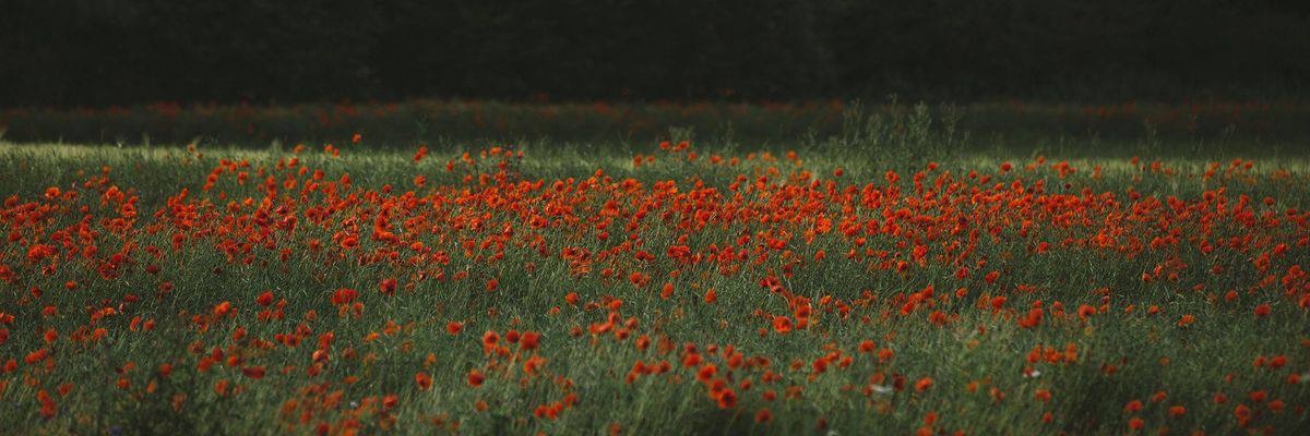 хтонь летюча, найманка ентропії banner
