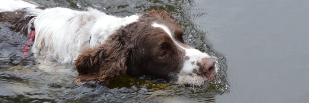 ollie_springer's profile banner image