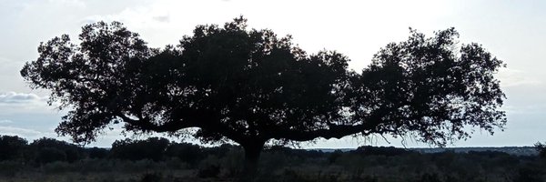 PereTrad Profile Banner