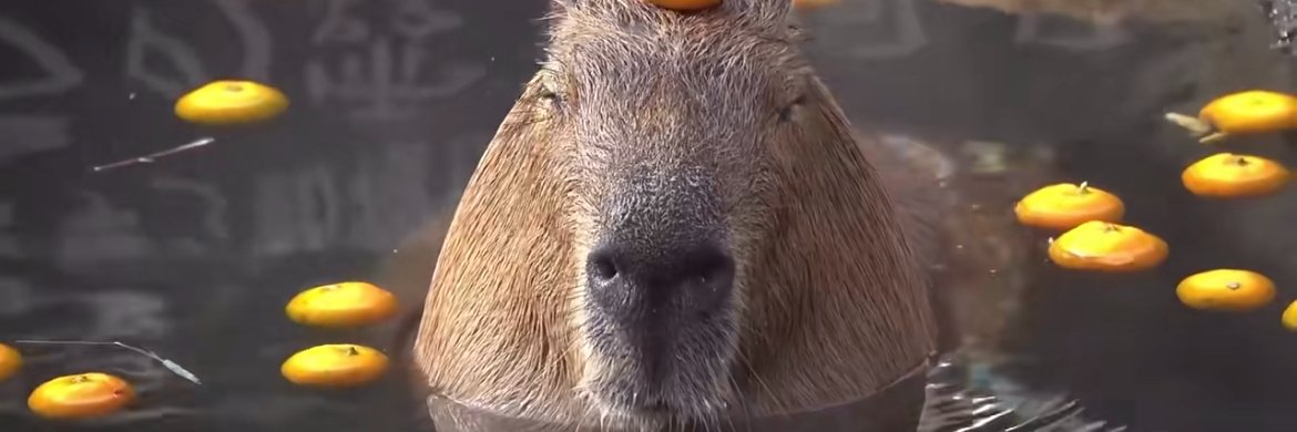 Atom Capybaras banner