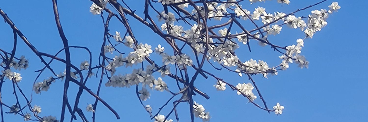 時雨天々 Nivis Shigure banner