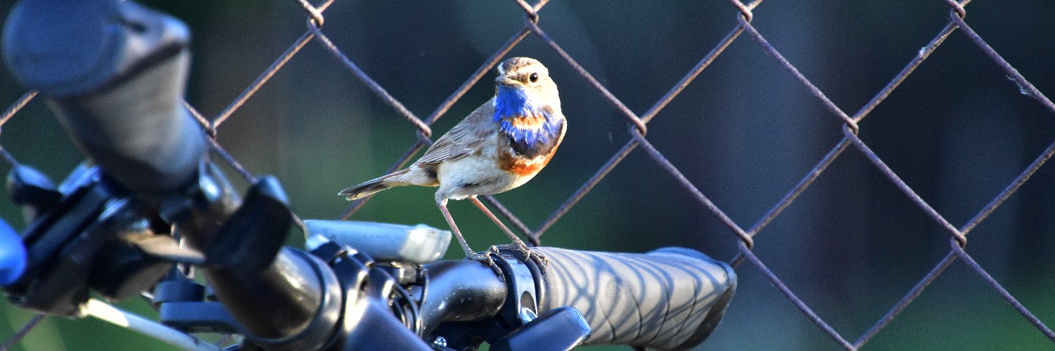Beobachter KRG banner