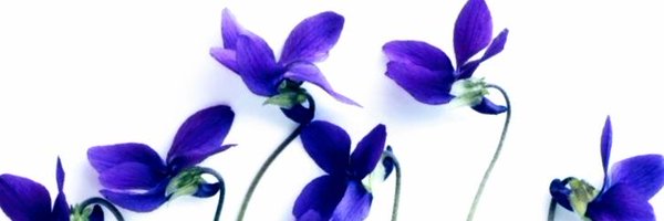 viola_vox Profile Banner