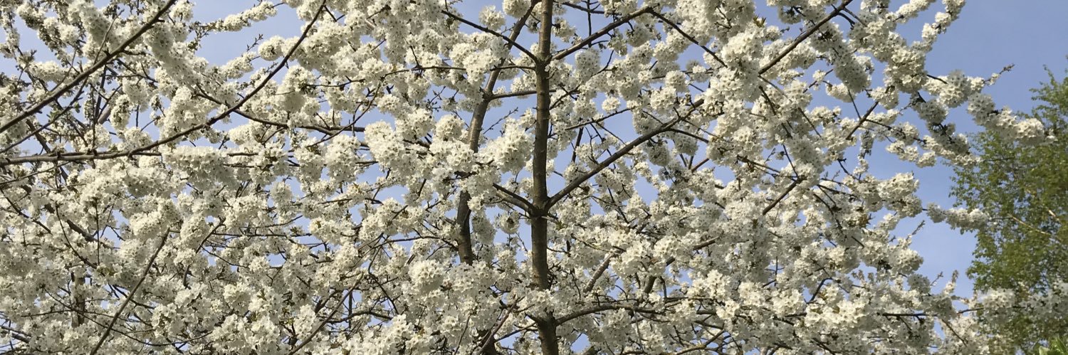 Katherine Riseley banner