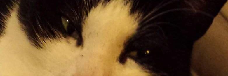 cat lady no more banner