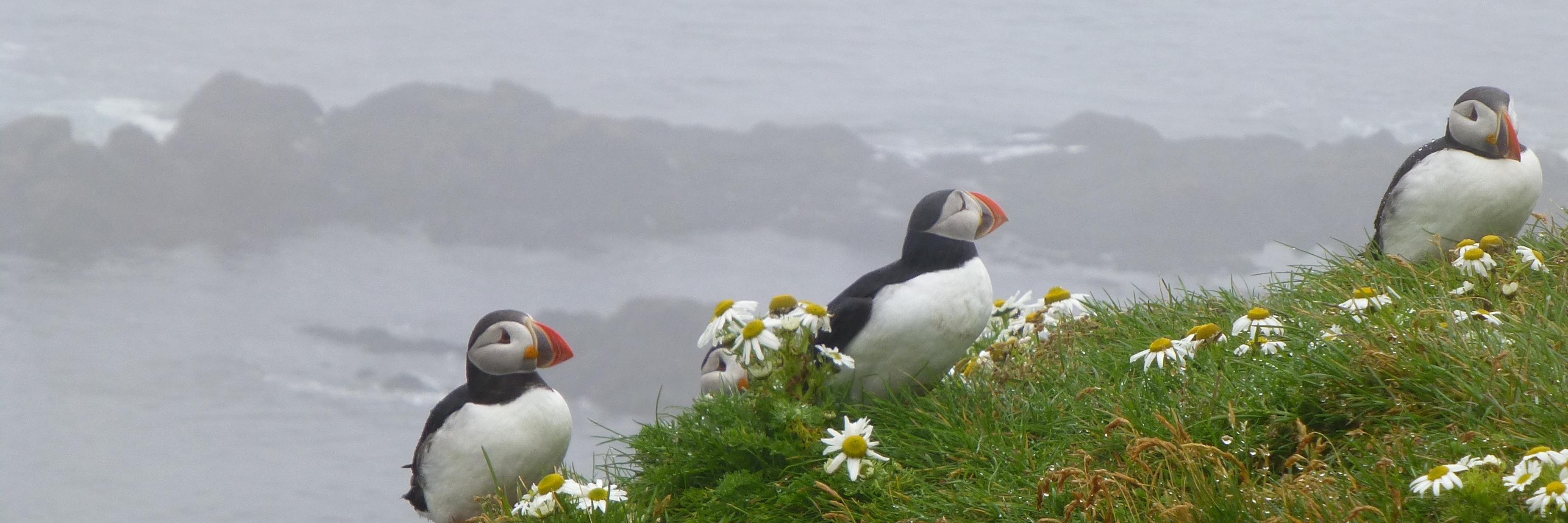 Eleanor Lloyd Jones banner