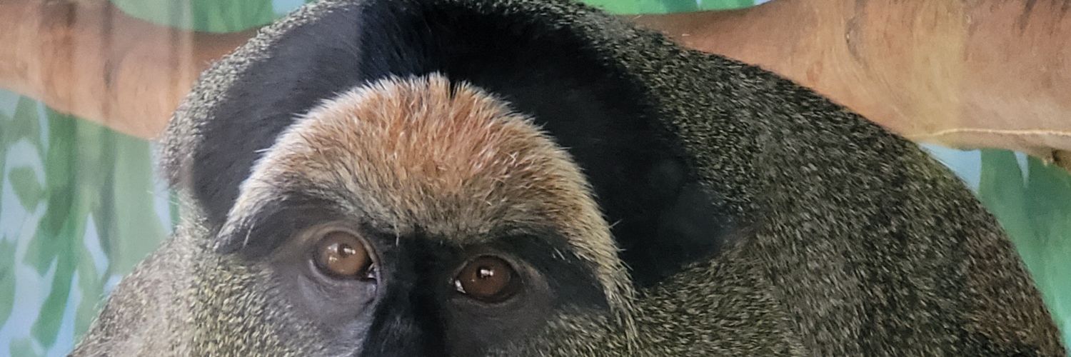 BEEF'S Adventure banner