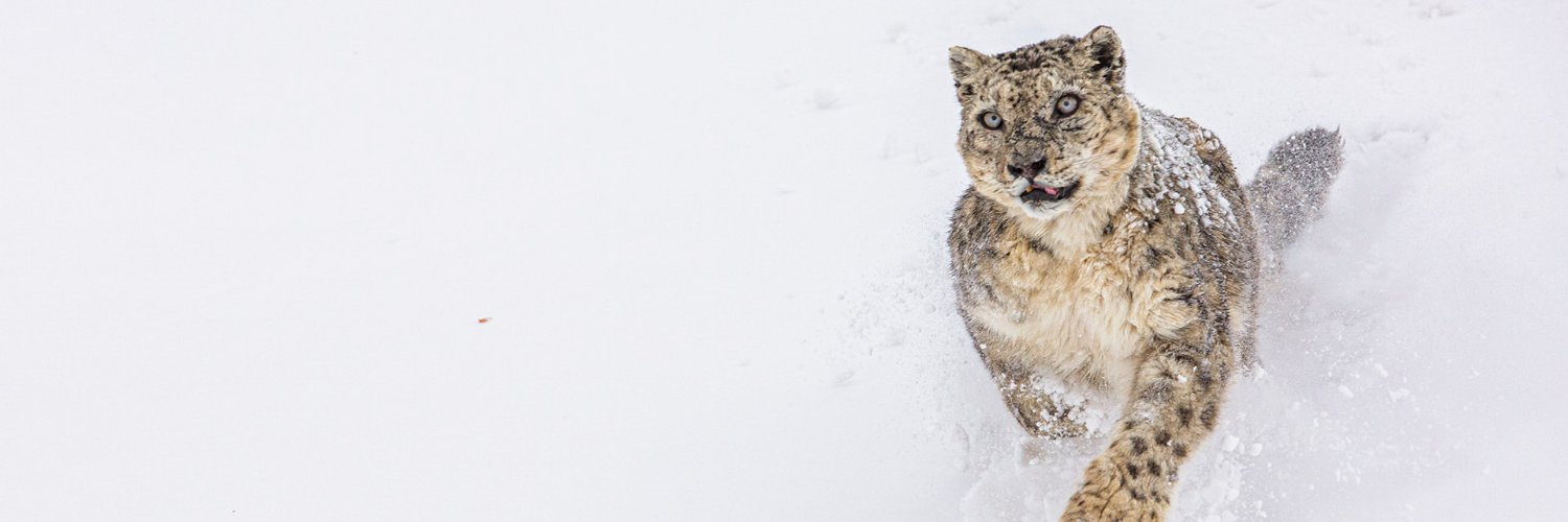 Snow Leopard Network banner
