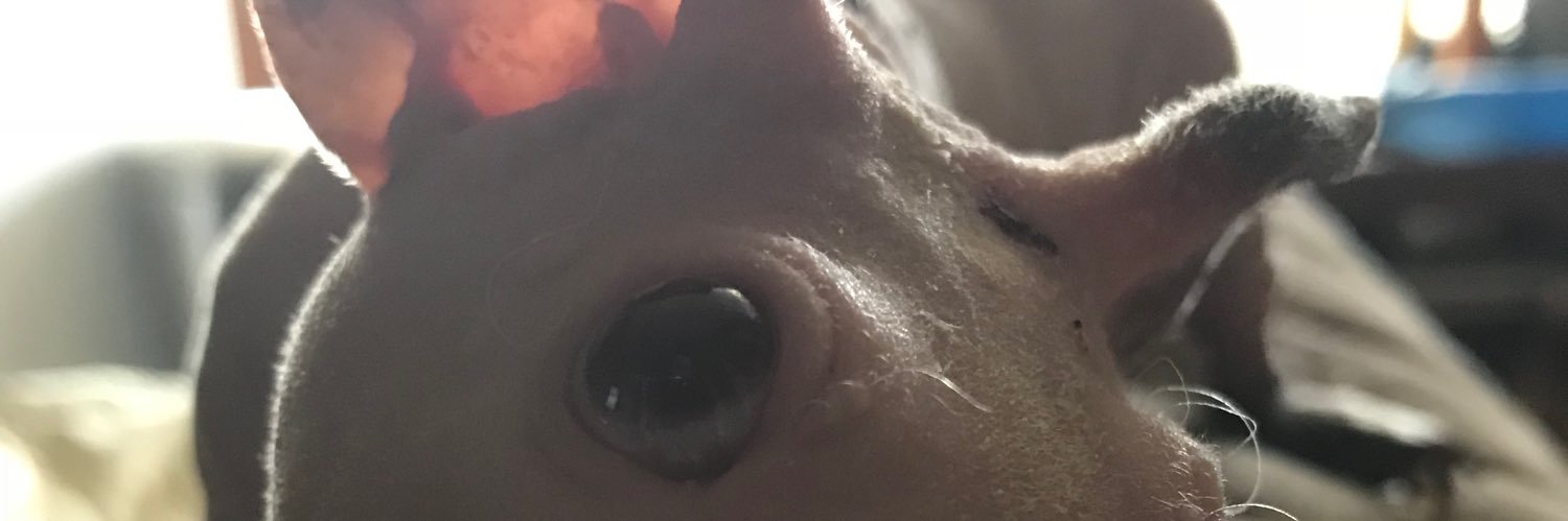 Skinny_Pigs's profile banner image