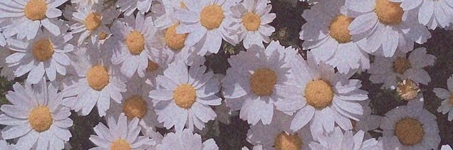 strawberry58pp's profile banner image