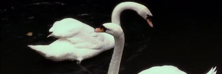 ★ | MANDEN CC 🦢 banner