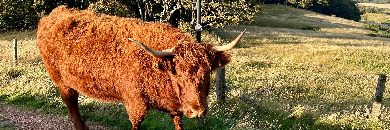 Neil Cuthbert banner