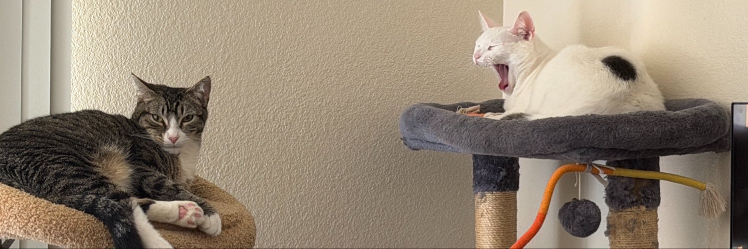 moggedbtw's profile banner image