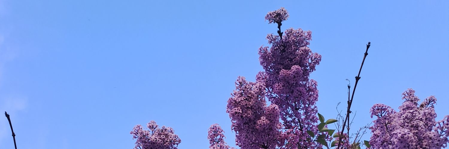 mpeskir33's profile banner image