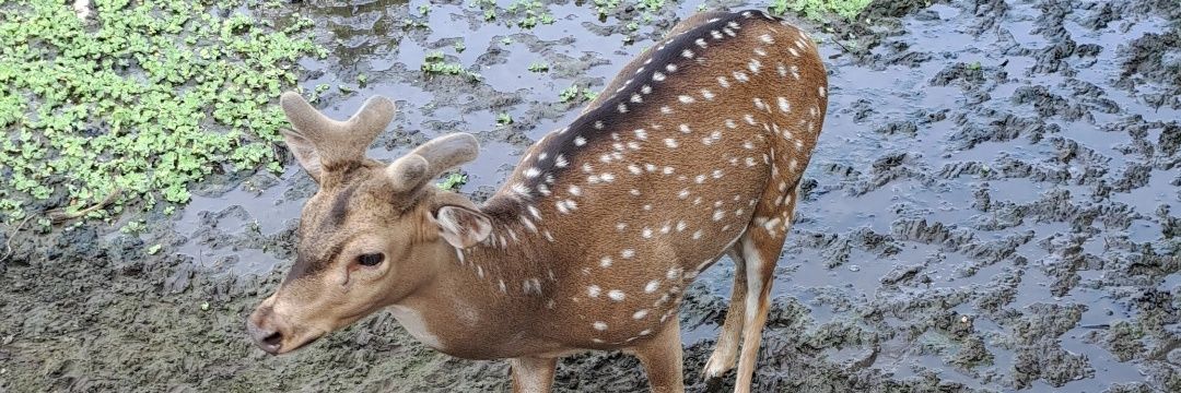 JJ for 🇱🇧 & 🇵🇸 banner