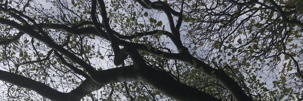 SherringtonC Profile Banner