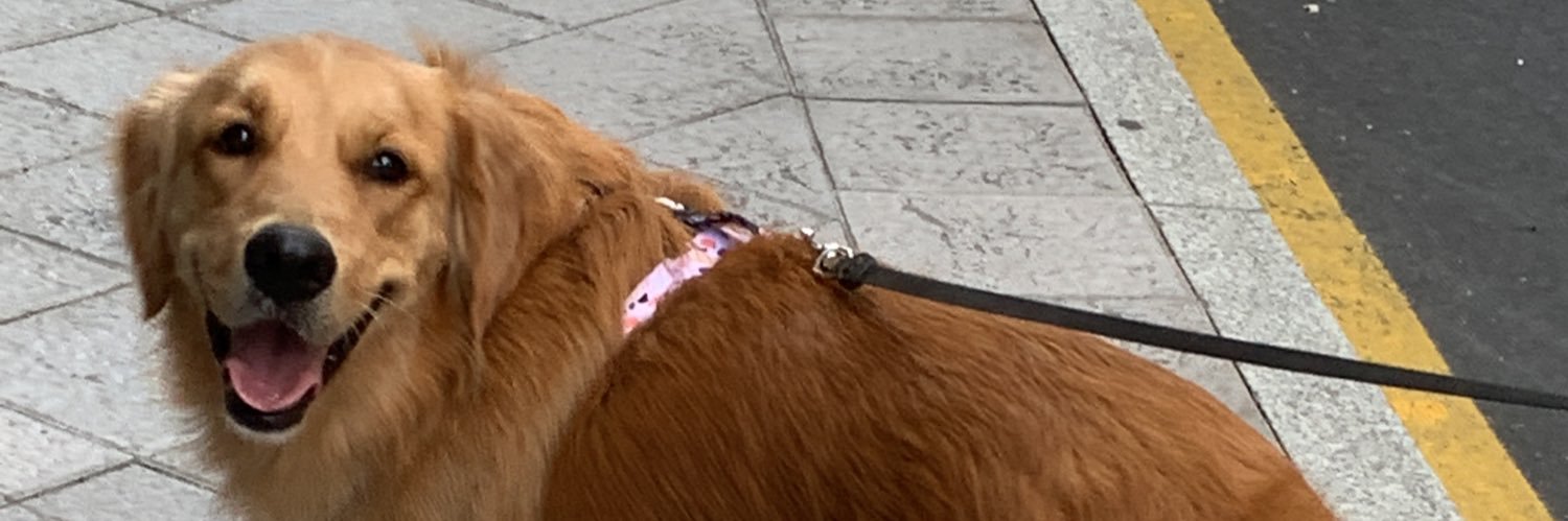 alilpzz's profile banner image
