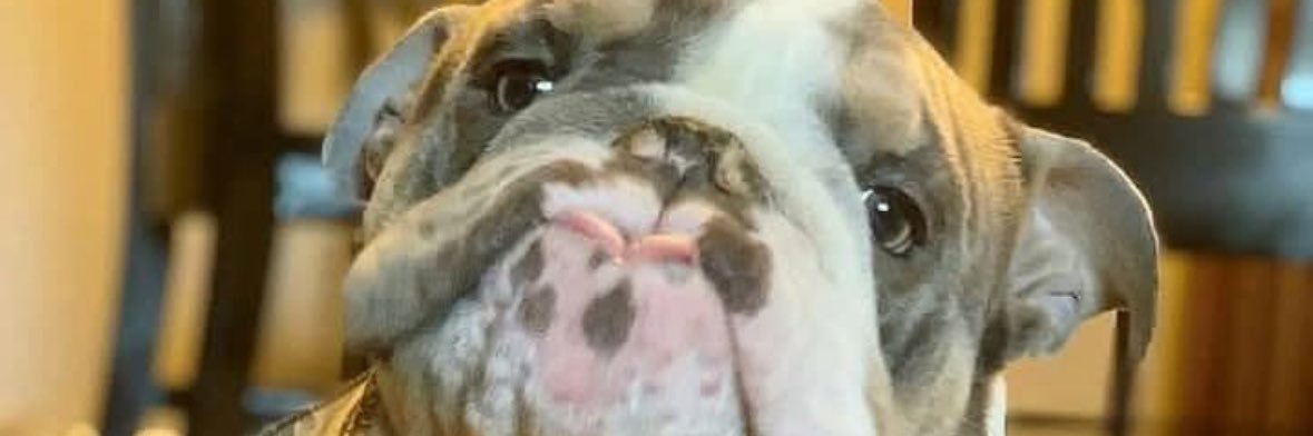 greyhound man banner