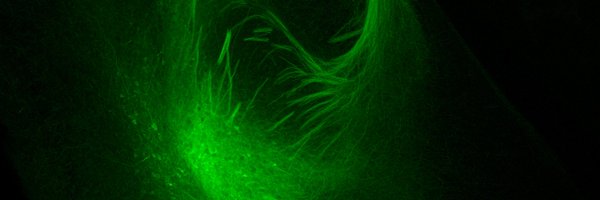 Luthi_FMI Profile Banner