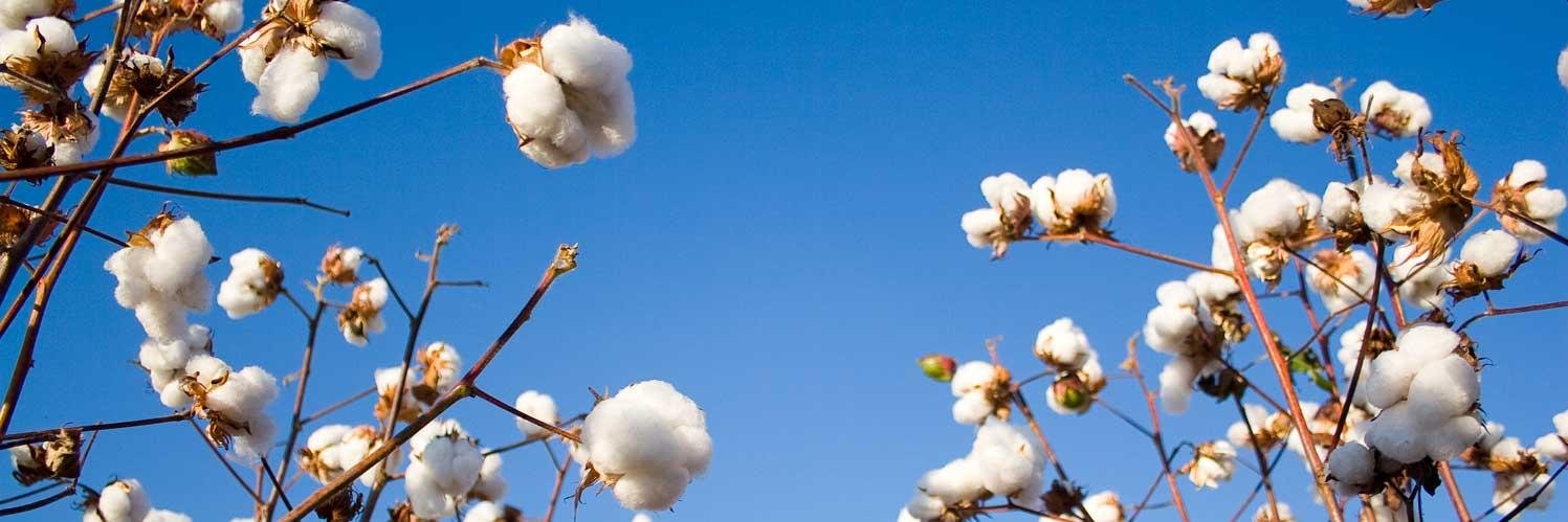 Texas Cotton banner