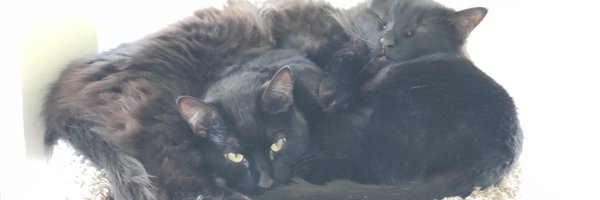 EPcatlady11 Profile Banner