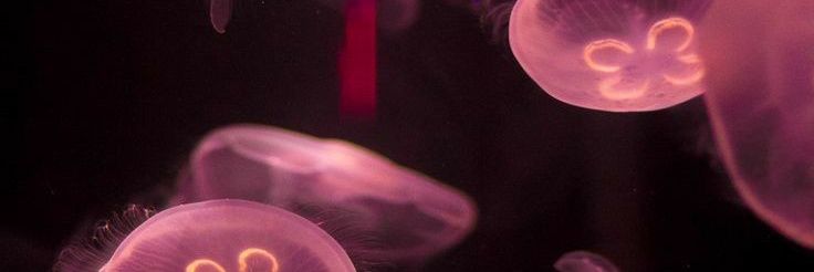 miahollic_'s profile banner image