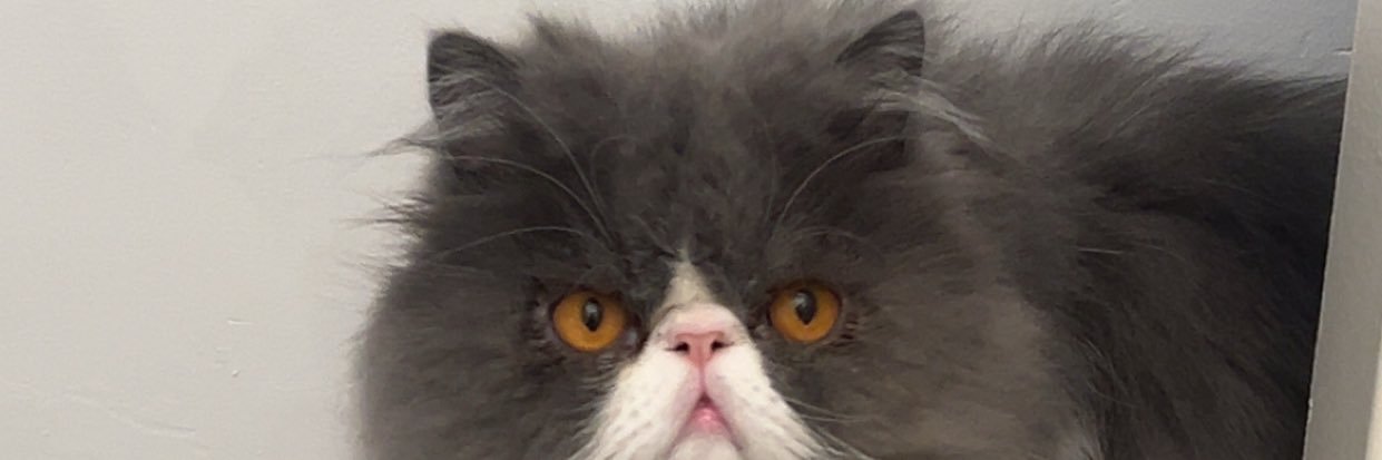 Matt 🦦 banner