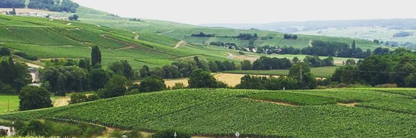 AmuseeWine Profile Banner