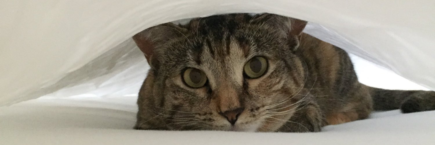 Kristen Sills banner