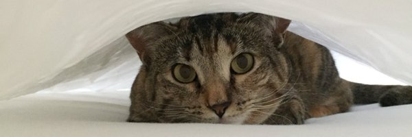 kedetsis Profile Banner