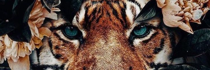 AgusPerotti01's profile banner image