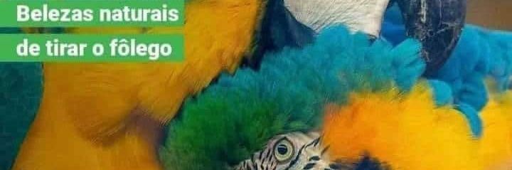 Elmo Jesser Costa⭐️⭐️⭐️ banner