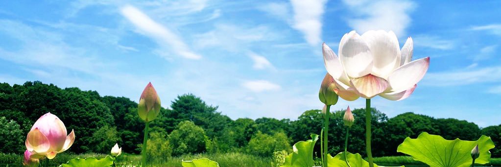 ゆずっち's banner