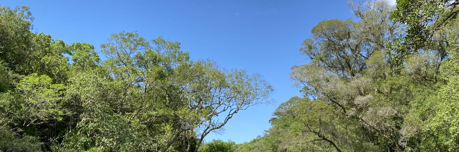 Lulicosta's profile banner image