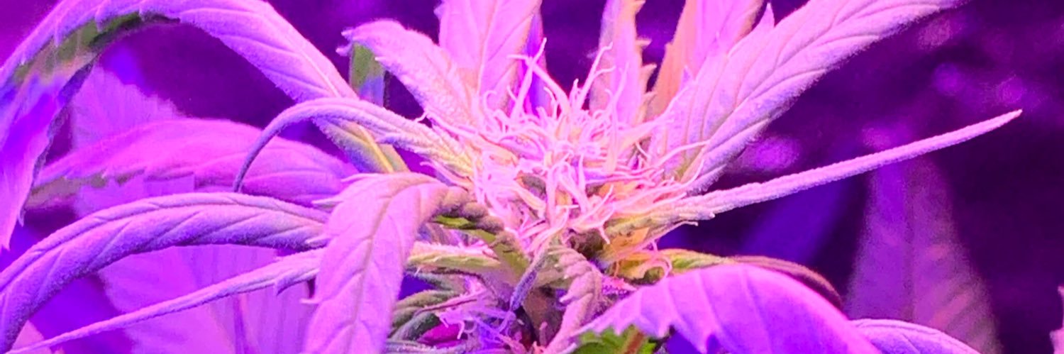 bella🧟‍♀️ banner