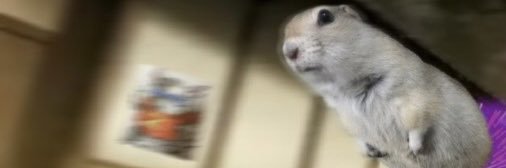 eclair1031's profile banner image