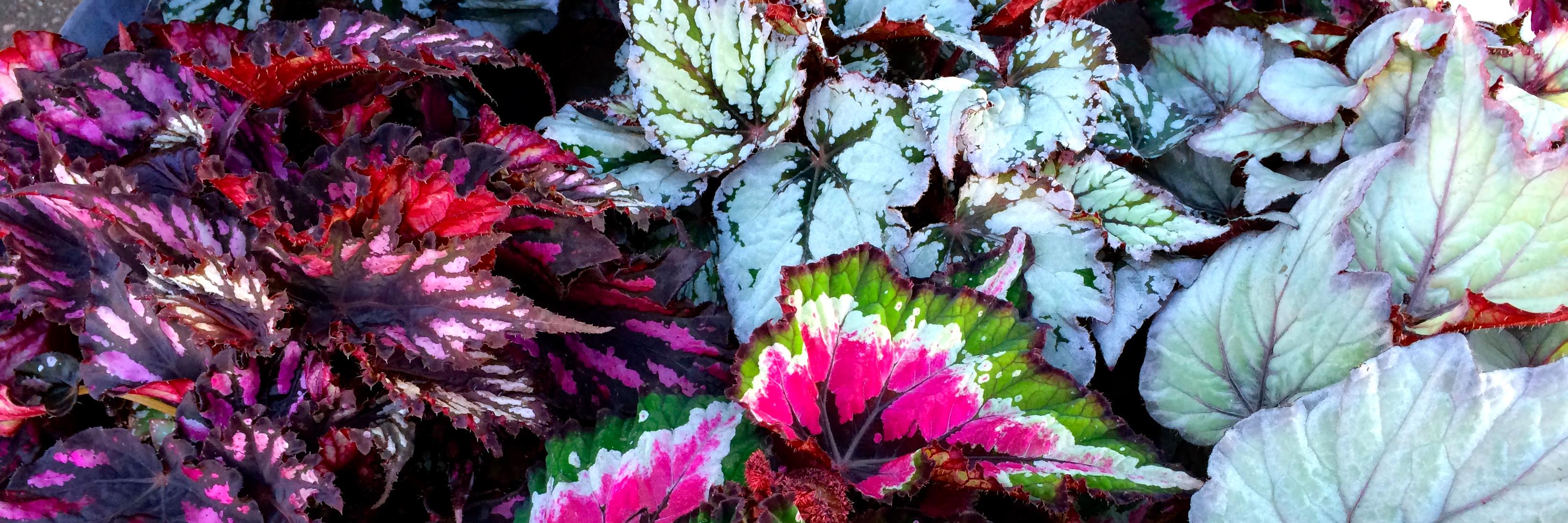 Claire Cordier banner