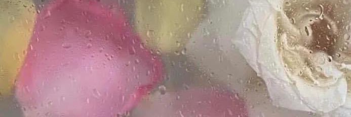 Carolinadaisyyy's profile banner image