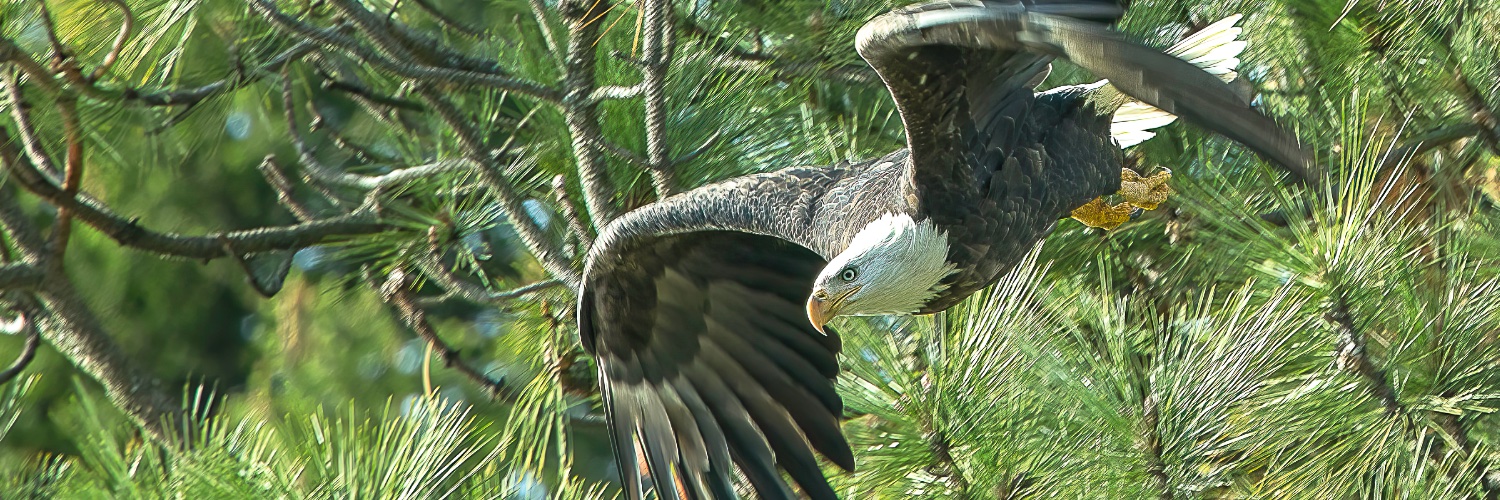 Polly Partridge banner
