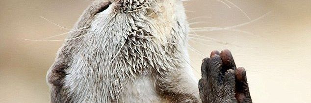 Kristiano Cassano banner