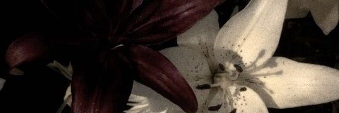 ﹕ ꒰ა 𝐛𝐫𝐮 .ᐟ ֹ ₊ banner