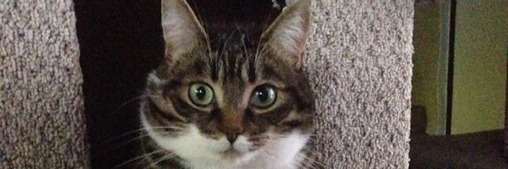 olsoncheryl4's profile banner image
