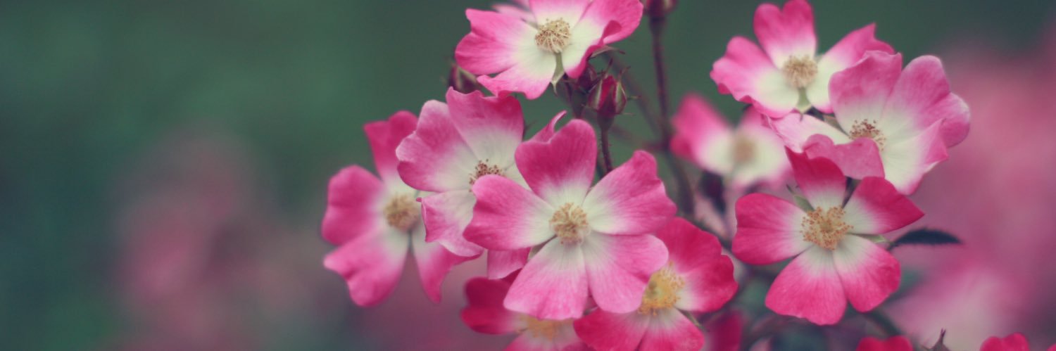 Bloom's banner