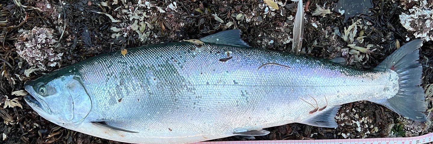 なべチキ男 banner