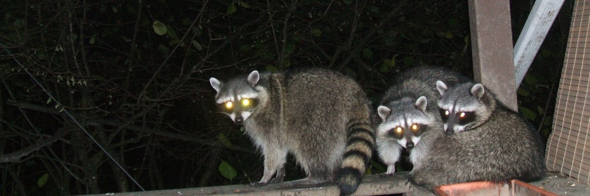 tomar84\stevedock -Cdn. banner