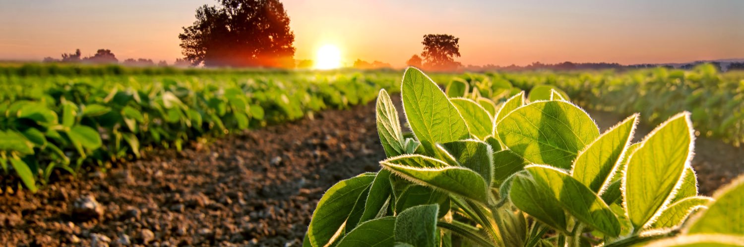 Wisconsin Soybean Marketing Board banner