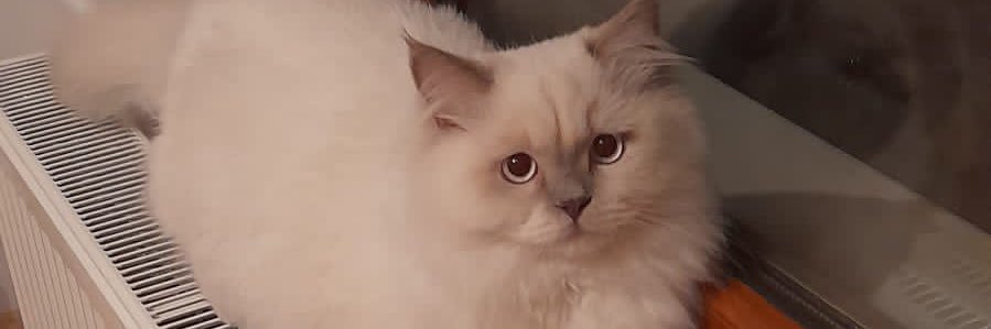 dionysosweekend's profile banner image